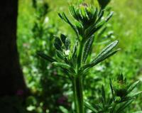 Galium aparine