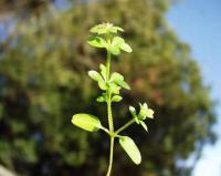 Galium aparine