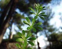 Galium aparine