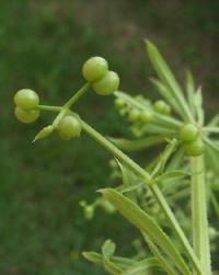 Galium spurium