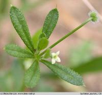 Galium spurium