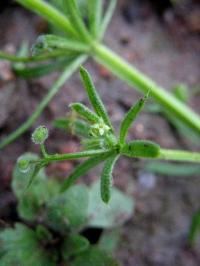 Galium spurium