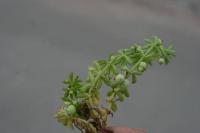 Galium verrucosum