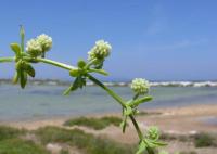 Galium verrucosum