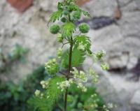 Urtica pilulifera