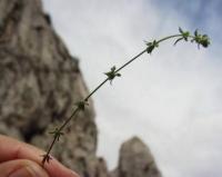 Galium verticillatum 