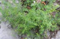 Galium parisiense