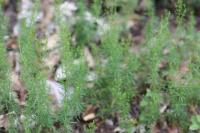 Galium parisiense