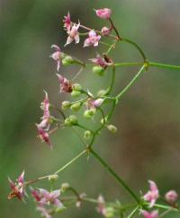 Galium parisiense