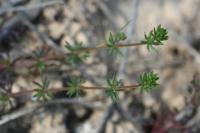 Galium divaricatum