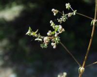 Galium divaricatum