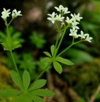 Galium odoratum