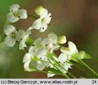 Galium laevigatum