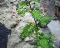 Urtica pilulifera