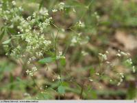 Galium laevigatum