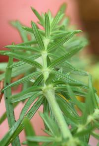 Galium verum subsp verum