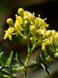 Galium verum subsp verum