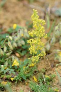 Galium verum subsp verum