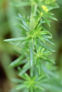 Galium verum subsp verum