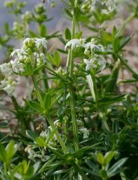 Galium mollugo Galium mollugo