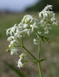 Galium mollugo