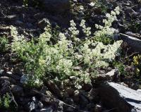 Galium mollugo Galium mollugo