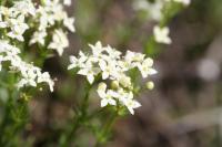 Galium lucidum 