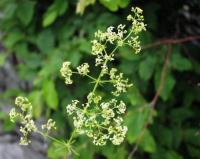 Galium lucidum 