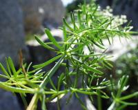 Galium lucidum 