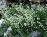 Galium lucidum 