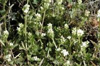 Galium saxatile