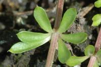 Galium saxatile