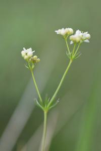 Galium pinetorum