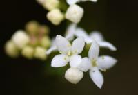 Galium pinetorum