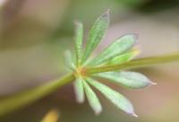 Galium pinetorum