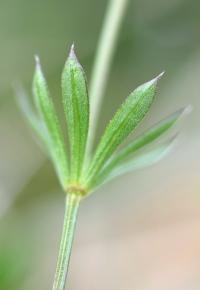 Galium pinetorum