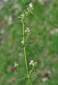 Galium mollugo subsp. erectum Galium mollugo subsp. erectum