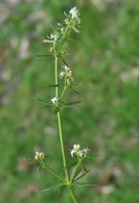 Galium mollugo subsp. erectum 