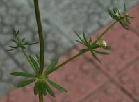 Galium mollugo subsp. erectum Galium mollugo subsp. erectum
