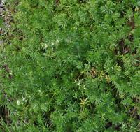 Galium mollugo subsp. erectum 