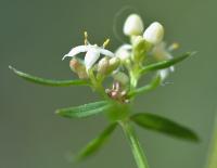 Galium mollugo subsp. erectum 