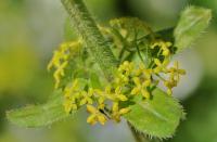 Cruciata laevipes