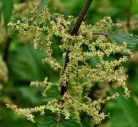 Urtica dioica