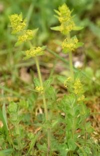 Cruciata laevipes