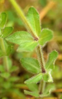 Cruciata laevipes