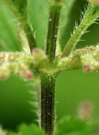 Urtica dioica