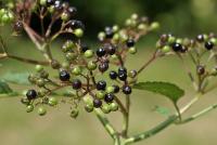 Sambucus ebulus