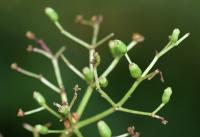 Sambucus nigra