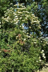 Sambucus nigra