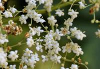 Sambucus nigra